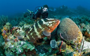 corfu greece scuba diving (19)